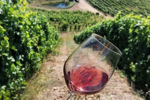 Camigliatello: Tour to the Giants Reserve & Wine Tasting Tour to the Giants Reserve & Wine Tasting