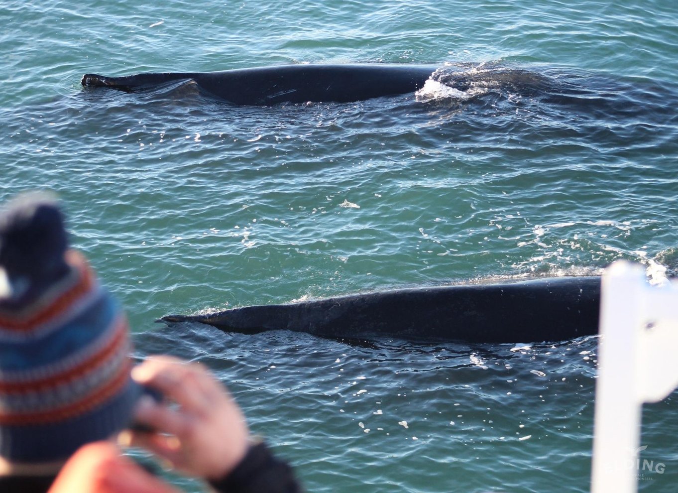 Reykjavik: den originale 3-timers hvalsafari
