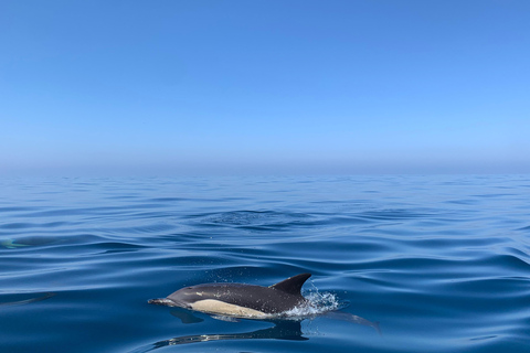 Sesimbra: Tour in barca per l&#039;osservazione dei delfini di Arrábida con biologoSesimbra: Tour in barca con biologo per l&#039;osservazione dei delfini di Arrábida