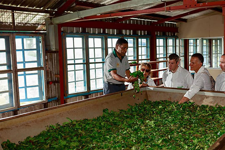 Ella: Little Adam's Peak, Nine Arch Bridge, and Ravana Falls