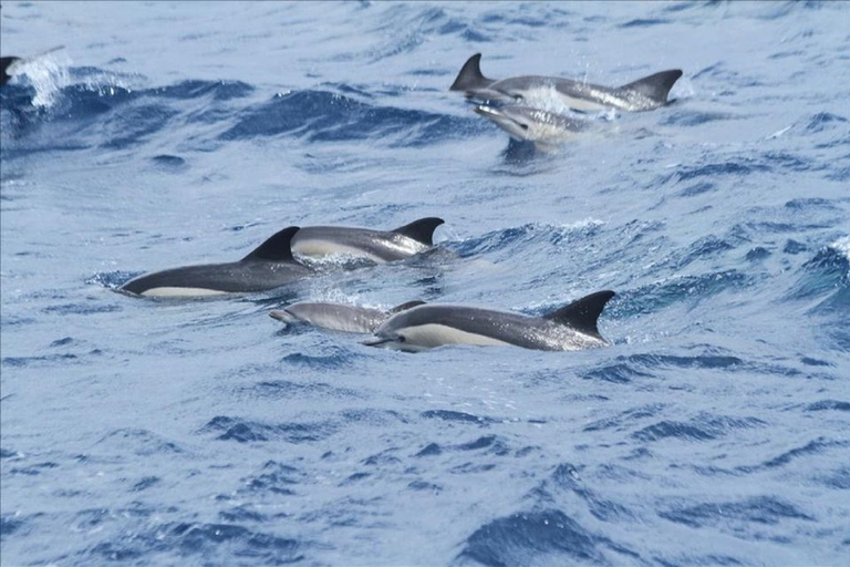 From Seville : Cetacean Adventure with Beach Day in Tarifa