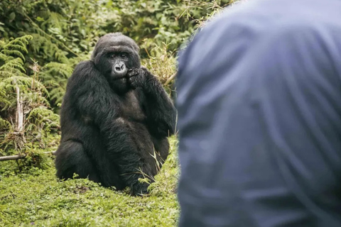 Kigali: Volcanoes Gorilla Trekking & Lake Ruhondo Boat Ride Kigali: Gorilla in Trekking Volcanoes National Park Only