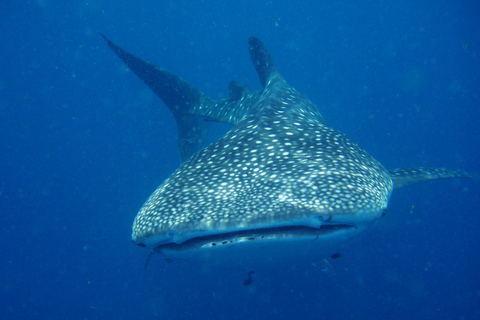 Viaje de buceo a las islas DimaniyatBuceo en las islas Dimaniyat