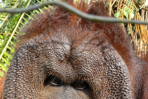 Penang: Orangutan Sanctuary and George Town Private Tour