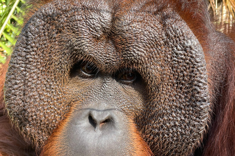 Penang: Orangutan Sanctuary and George Town Private Tour