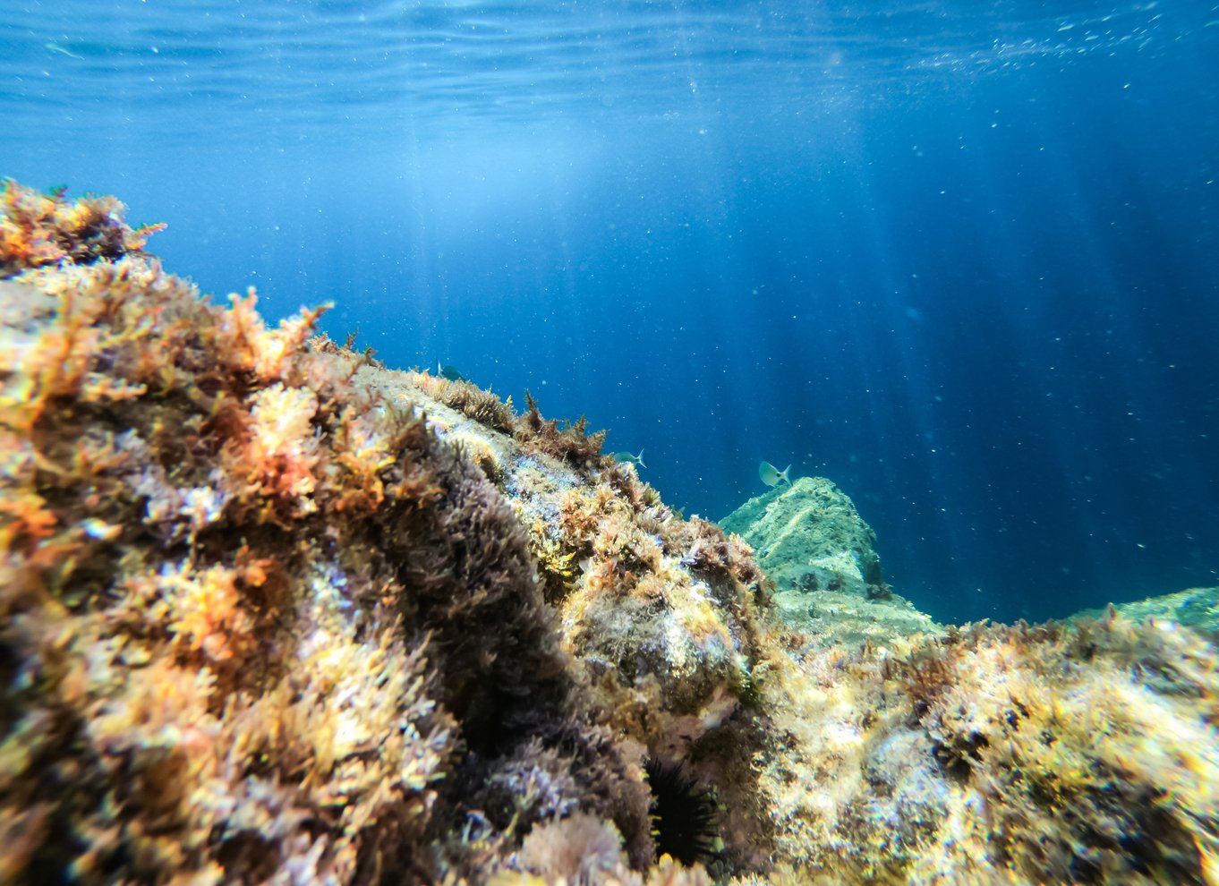 Costa Brava: Kajak- og snorkeltur i havets grotter