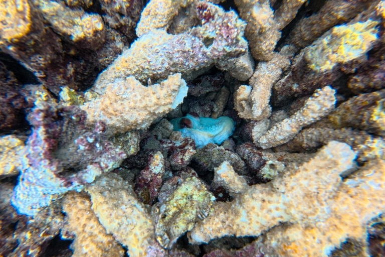 Diani Beach: Sunrise Boat Tour and Snorkeling Trip