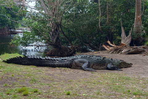 Desde Huatulco: Excursión Ecológica Cocodrilos y TortugasServicio Privado en Vehículo Avanza