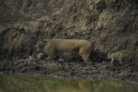 Von Kampala: 2-tägige Safari zum Murchison-Falls-NationalparkVon Kampala aus: 2-tägige Safari zum Murchison Falls Nationalpark