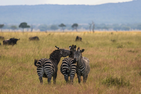 Från Zanzibar: Mikumi Safari med tvåmotorigt flygplan + lunchMikumi Safari – utan transfer