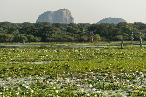 Desde Ella : Udawalawa Safari &amp; Drop Hikkaduwa/Galle/Mirissa