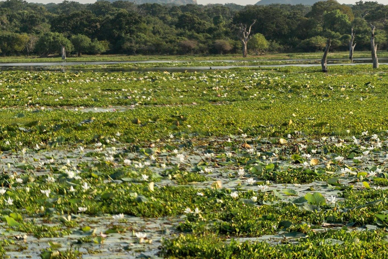 Desde Ella : Udawalawa Safari &amp; Drop Hikkaduwa/Galle/Mirissa