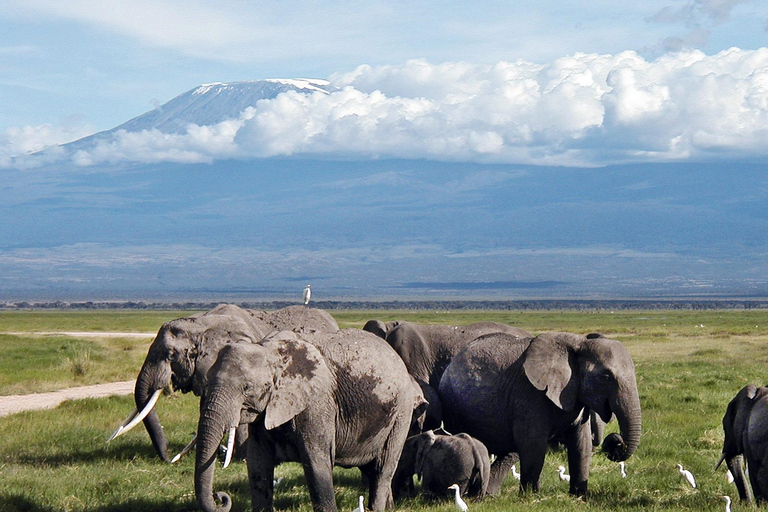 Park Narodowy Amboseli: 3 dni 2 noce