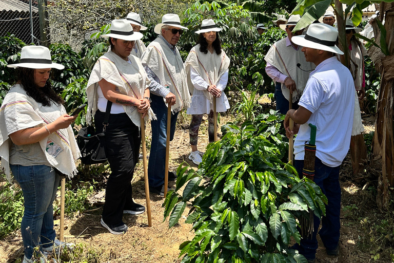 Coffee and Exotic Fruit Tour from Medellín with Lunch Coffee and Exotic Fruit Tour from Medellín with Lunch.