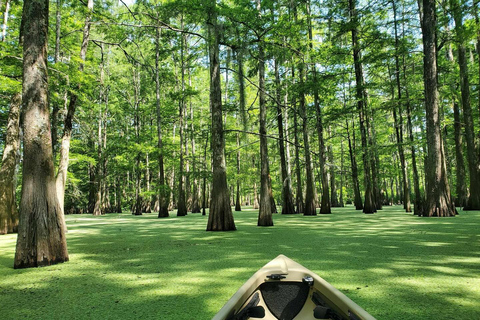 Atchafalaya Basin: 2,5 Std. Geführte Kajaktour