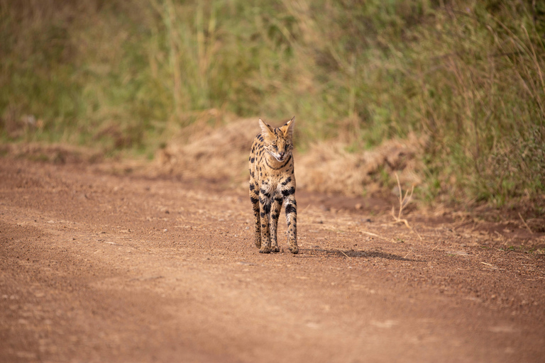 Nairobi: National Park Guided Game Drive Nairobi National Park Private Game Drive