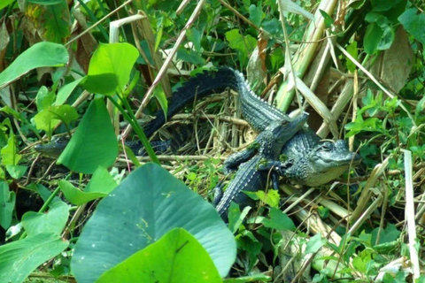 Silver Springs: Clear Kayak Wildlife Tour Sit On Top Kayak