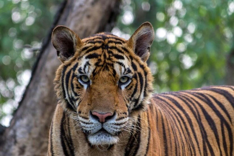 Bangalore: safari a Nagarhole e tour del monastero di NamdrolingBangalore: Safari a Nagarhole e tour del monastero di Namdroling