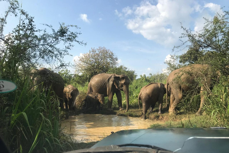 Sri Lanka: 8-daagse rondreis vanaf de luchthaven Katunayake