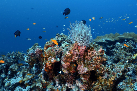 Pattaya: Fun Dive 2 Ocean Dives and Lunch (Certified Diver)