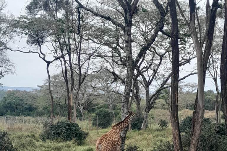 Dagsutflykt: Olpejeta Conservancy och Schimpans SanctuarGemensam dagsutflykt