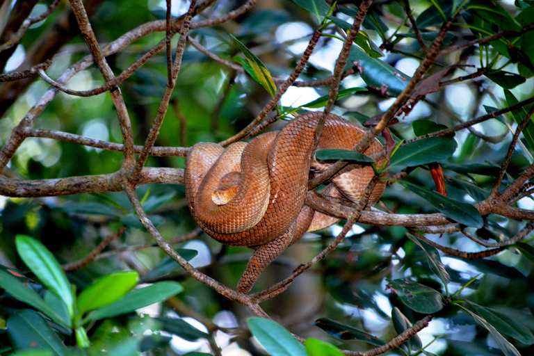 Trinidad: Combinación - Tour de la ciudad, Bahía de Maracas, Pantano de Caroni
