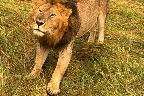 DAGSUTFLYKT TILL AMBOSELI NATIONALPARK.