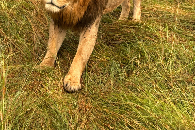 EXCURSION DE 1 JOURNÉE AU PARC NATIONAL D&#039;AMBOSELI.