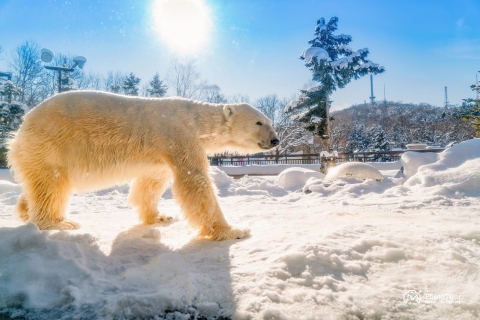 Au départ de Sapporo : Excursion d'une journée au pays des merveilles de l'hiver dans la région d'Hokkaido