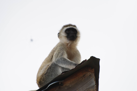 Visite d&#039;une demi-journée du parc national de Nairobi