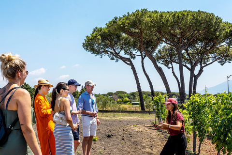 Pompei, Ercolano e degustazione di vini - Tour privatoTesori Vesuviani, Pompei Ercolano e Vino - Private T