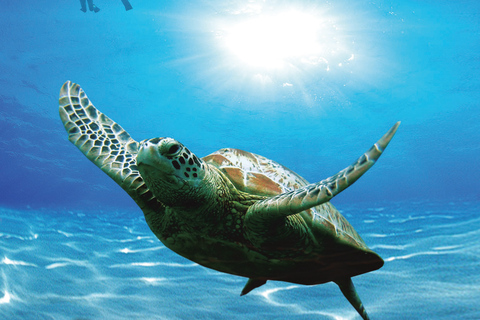 Bandar Al Khayran: Snorkeling with included Waterproof case Snorkeling Experience with Marina Meeting Point