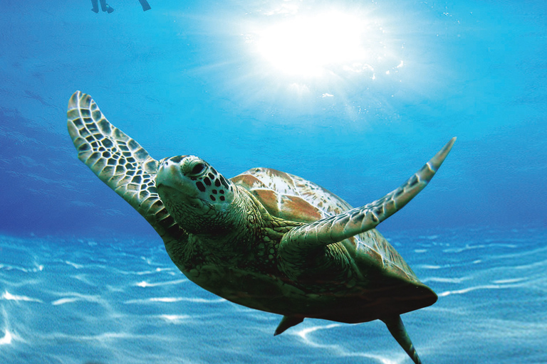 Bandar Al Khayran: Snorkeling with included Waterproof case Snorkeling Experience with Marina Meeting Point