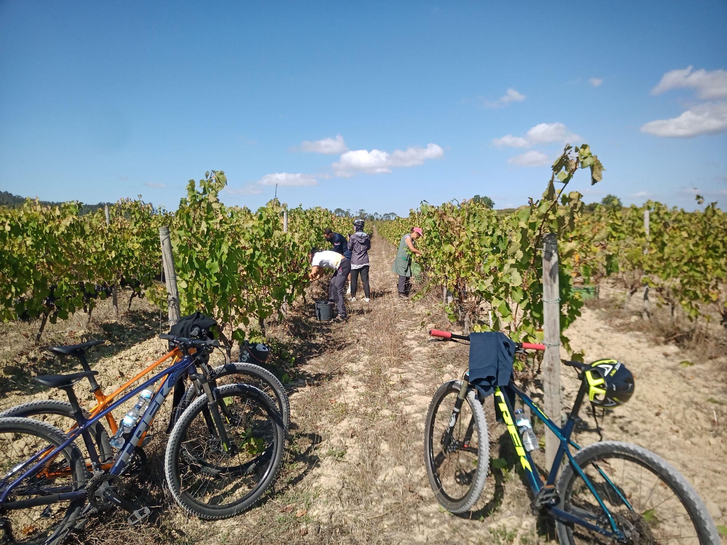 Von Coimbra: Radfahren in den Weinbergen von Bairrada