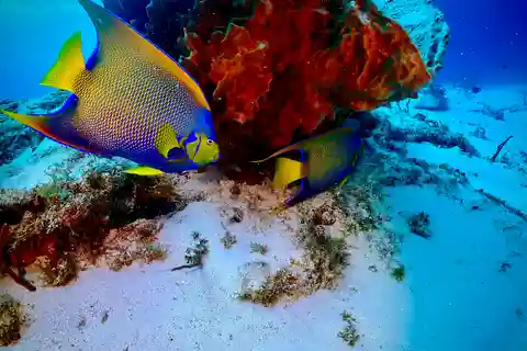 Tulum: 2 Tank Rifduiken