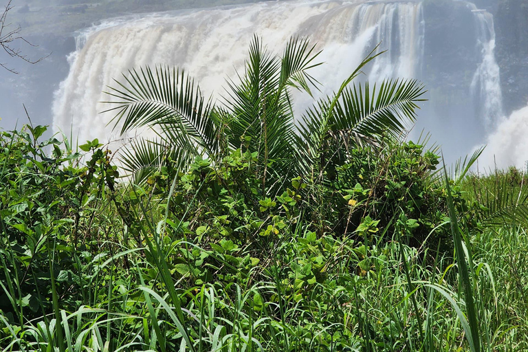 Victoria falls: full day transfer + private guided tour