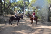 Manavgat / ville de côté, éteinte à cheval près de la plage ou de la forêt - Housity