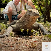 Labuan Bajo : sortie en bateau partagée de 2 jours et 1 nuit à Komodo et Pink Beach
