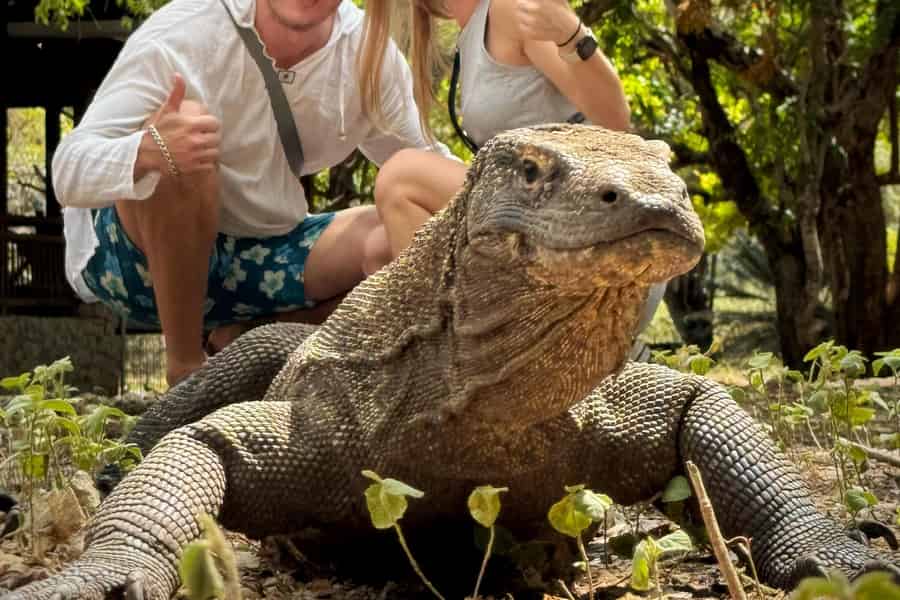 Labuan Bajo: Komodo und Pink Beach 2-tägige gemeinsame Bootstour. Foto: GetYourGuide Labuan Bajo: Komodo und Pink Beach 2-tägige gemeinsame Bootstour. Foto: GetYourGuide