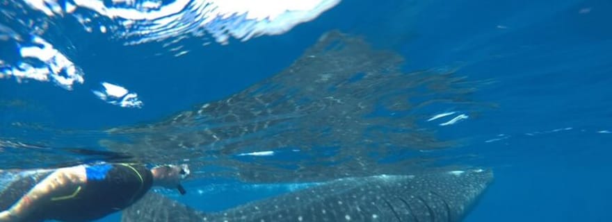 Depuis l'île de Holbox : Excursion au requin-baleine