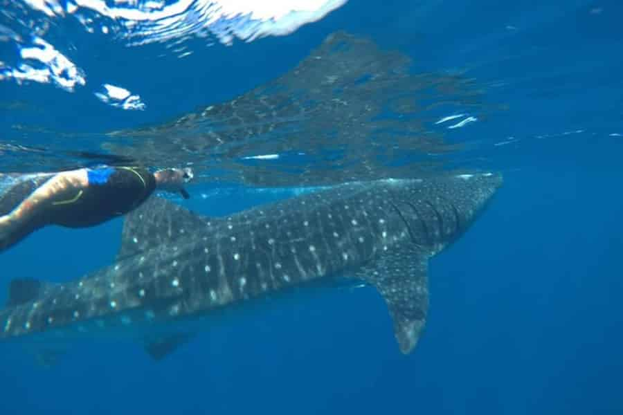 Whale Shark Research  Center for Fisheries Research and