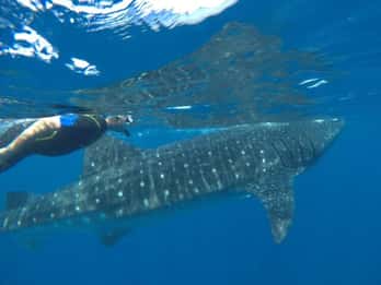 From Holbox Island: Whale Shark Tour