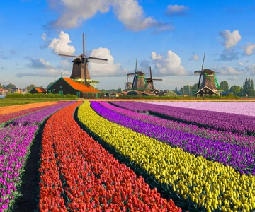 Amsterdam: Zaanse Schans, The Hague & Rotterdam Tour
