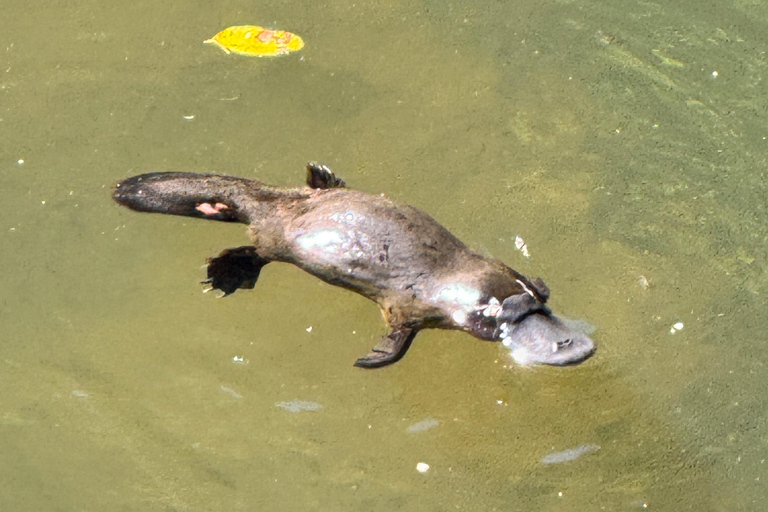 艾尔利海滩：恩杰拉鸭嘴兽和雨林生态之旅