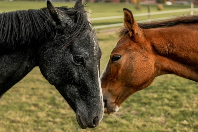 Kutaisi: Private Horseback Riding Tour with Hotel Pickup.⏱️ Transportation is included in this option .