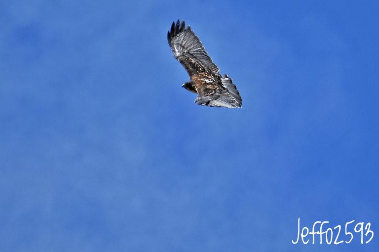 Parc national d&#039;Antisana - Observation du condor des Andes