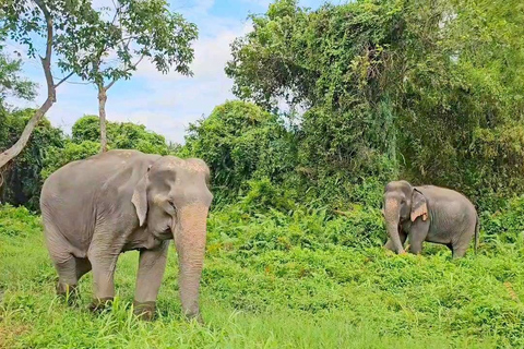 Koh Samui: Viewpoint, Elephant, Pig Island & Snorkel + Lunch Viewpoint, Elephant, Snorkeling, Pig Island+Lunch