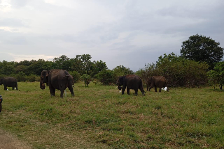 Minneriya: Safari de jipe no Parque Nacional de Minneriya com serviço de busca