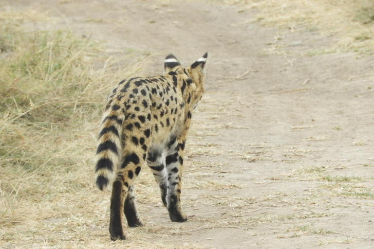 Private Nairobi National Park Drive in 4*4 landcruiser