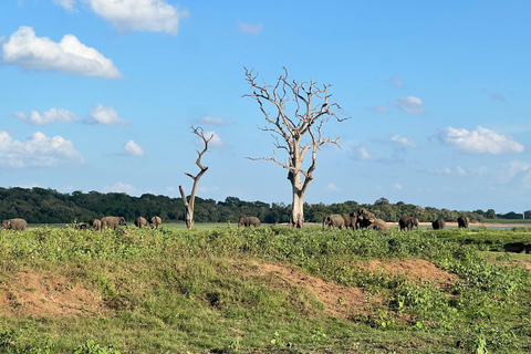 Minneriya: Privat jeepsafari i Minneriya nationalpark